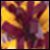 Maroon/Gold Getz Baton Handle 2 Color Plastic Mix Poms