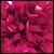 Hot Pink Getz Adult Solid Color Metallic Poms